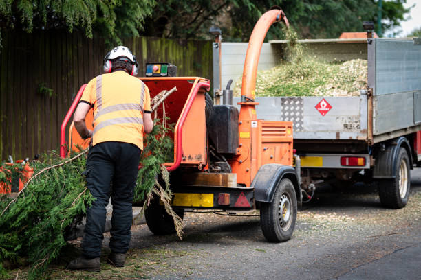 Tree Branch Trimming in Burlington, NC